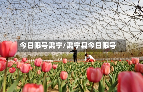 今日限号肃宁/肃宁县今日限号-第2张图片