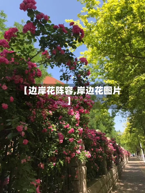 【边岸花阵容,岸边花图片】