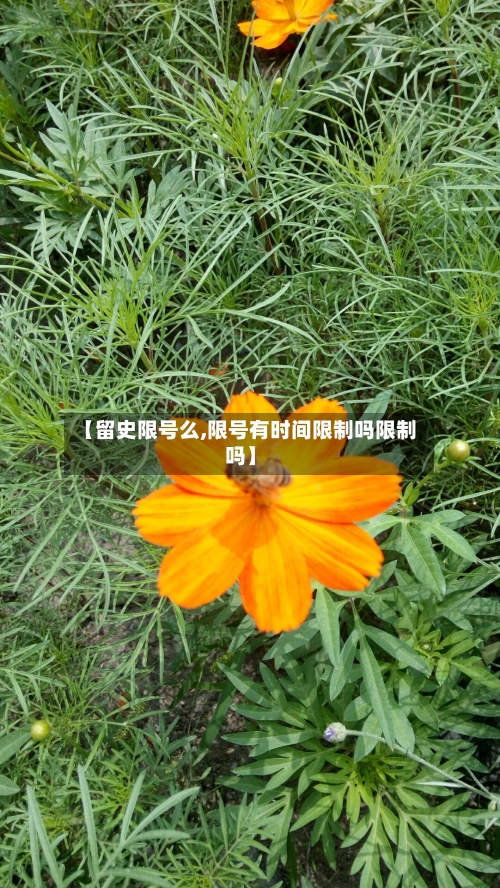 【留史限号么,限号有时间限制吗限制吗】-第2张图片