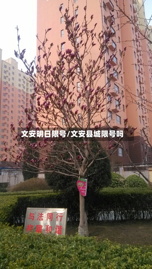 文安明日限号/文安县城限号吗-第3张图片