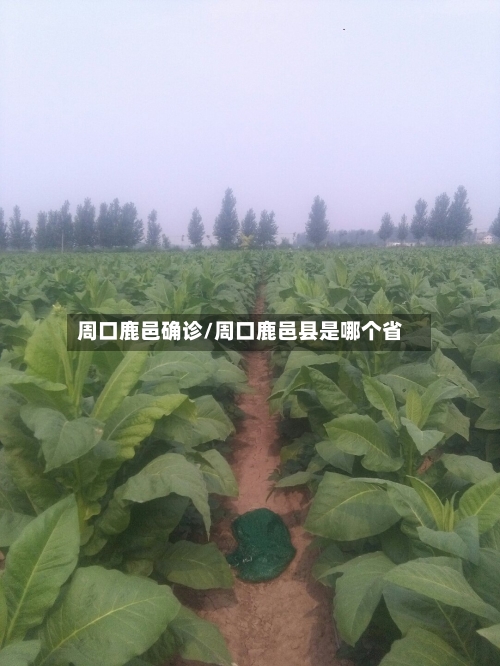 周口鹿邑确诊/周口鹿邑县是哪个省-第2张图片