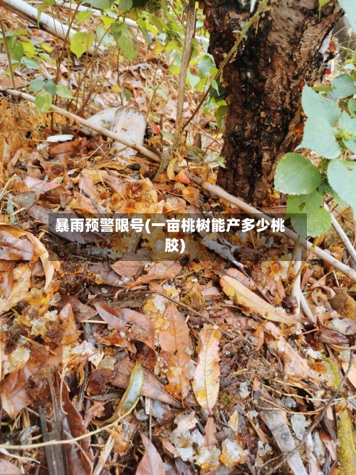 暴雨预警限号(一亩桃树能产多少桃胶)