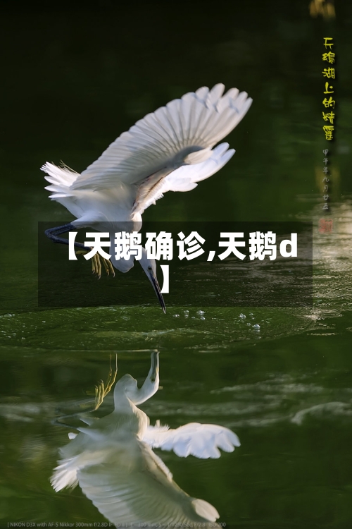 【天鹅确诊,天鹅d】