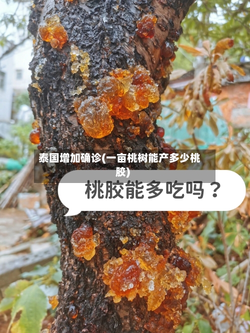 泰国增加确诊(一亩桃树能产多少桃胶)-第2张图片