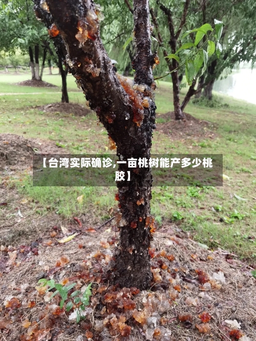 【台湾实际确诊,一亩桃树能产多少桃胶】-第2张图片